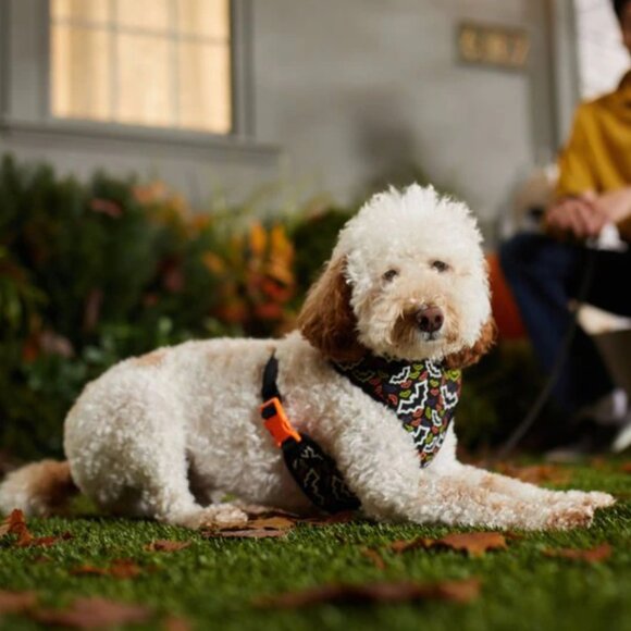 PETS: (NWOT) REVERSIBLE GLOW-IN-DARK HARNESS "HALLOWEEN" - Picture 6 of 9